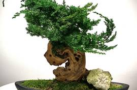 Biophilic stabilizované bonsaje