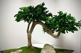 Biophilic stabilizované bonsaje