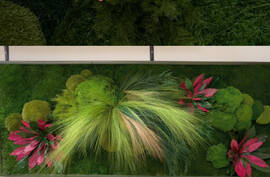 Starosť o machovú stenu