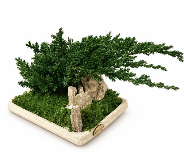 Stabilizovaný bonsaj lV. na krémovom podnose Juniperus