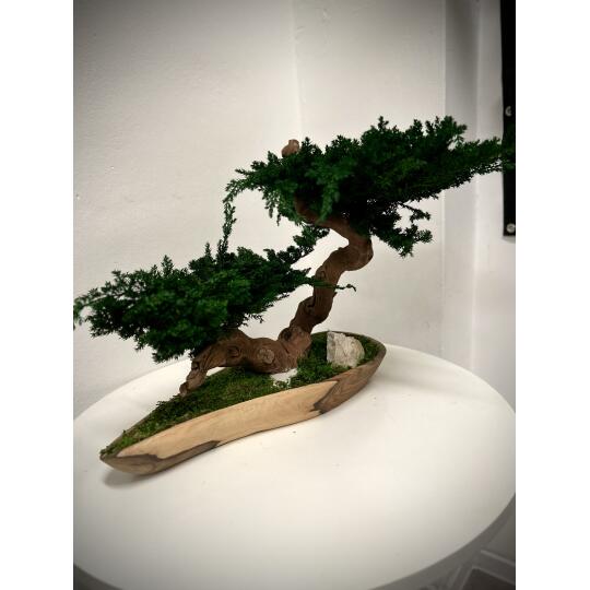 Perida Biophilic bonsaj Juniperus V38 D50 H43