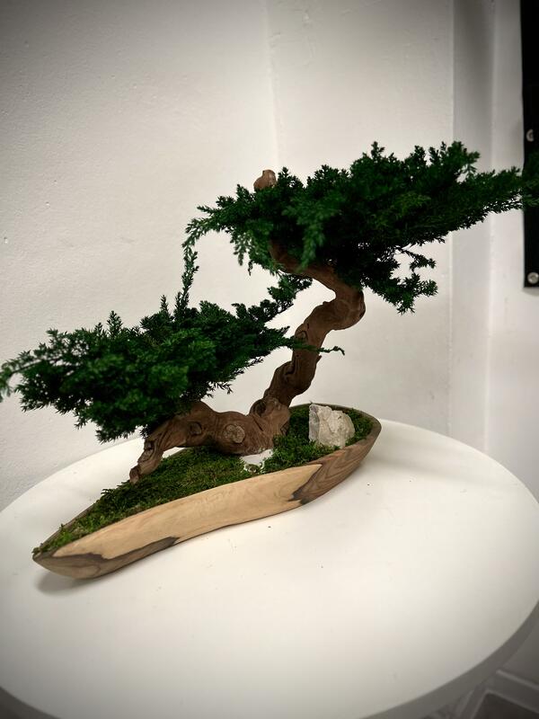 Biophilic bonsaj Juniperus V38 D50 H43