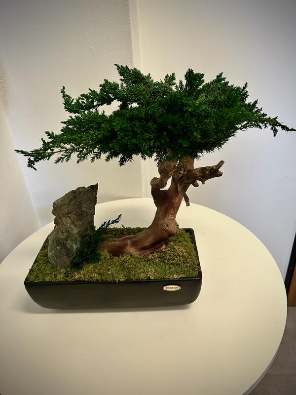 Stabilizovaný bonsaj Biophilic 7