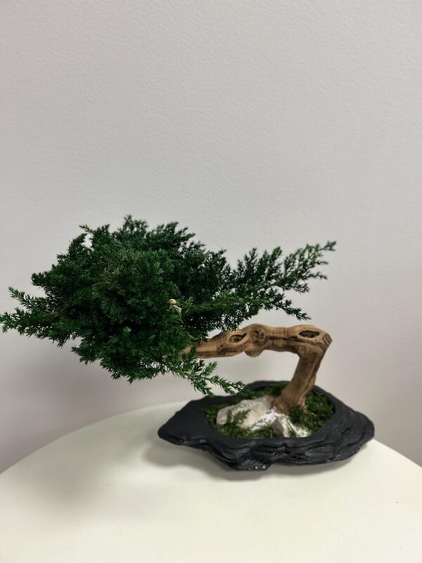 Bonsaj v Japonskom štýle v Japonskom podnose J42