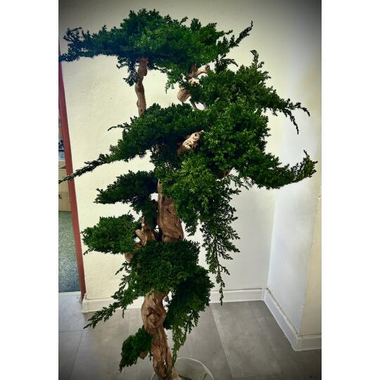 Perida Stabilizovaný bonsaj Biophilic 120 Juniperus 