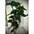 Stabilizovaný bonsaj Biophilic 120 Juniperus 