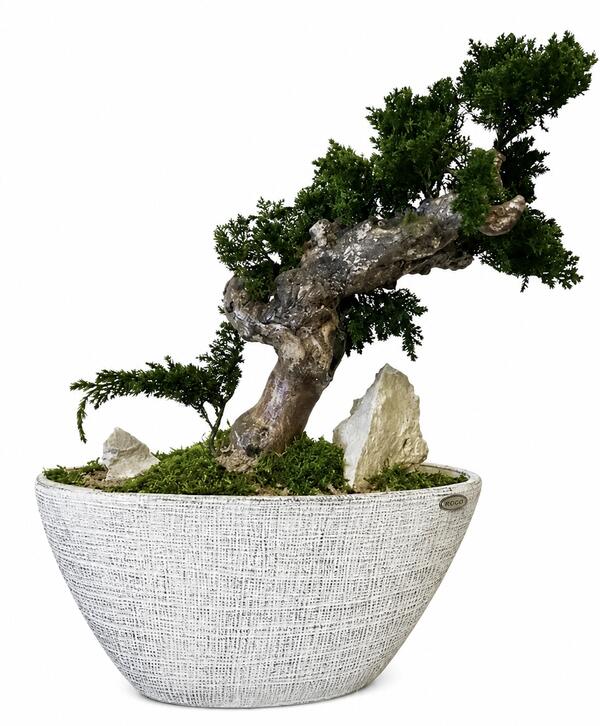 Biophilic stabilizovaný bonsaj MS62
