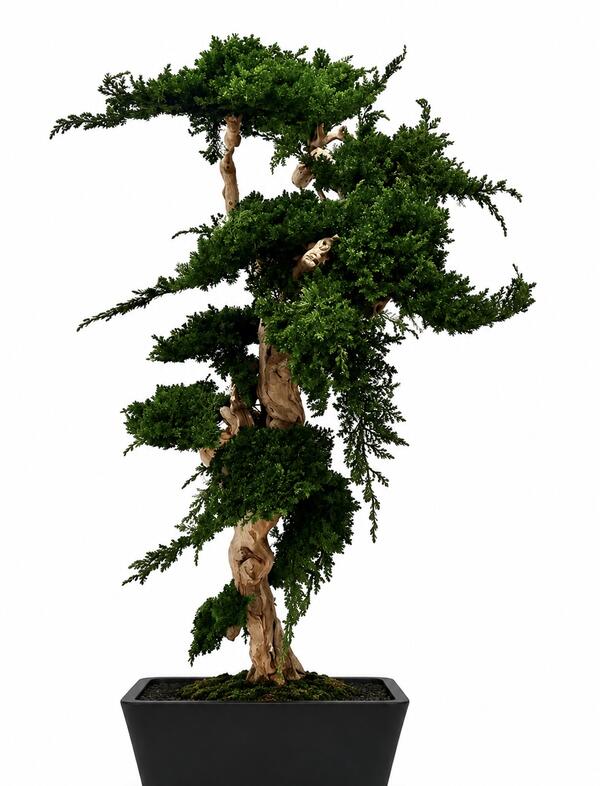 Stabilizovaný bonsaj Biophilic 120 Juniperus 
