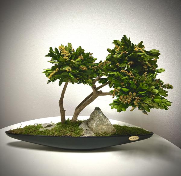 Stabilizovaný bonsaj 1. v čiernej lodičke