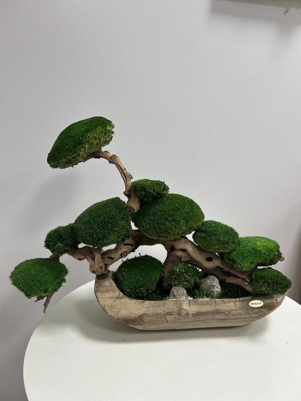 Machový bonsaj v teakovej miske D60