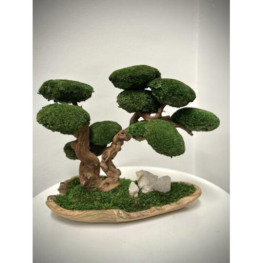 Perida Biophilic bonsaj v palisandrovej mise V37 D42 H30