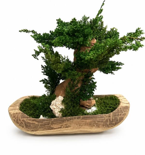 Biophilic bonsaj v teakovej podlhovastej miske T