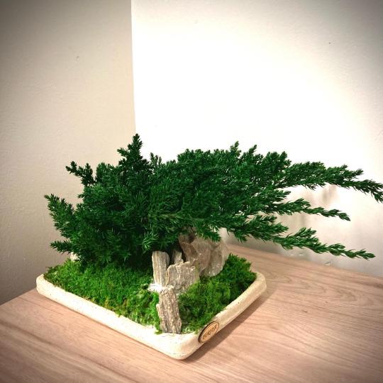 Perida Stabilizovaný bonsaj lV. na krémovom podnose Juniperus