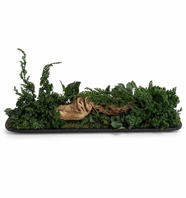 Dekorácia v čiernej ebenovej lodičke Juniperus E70
