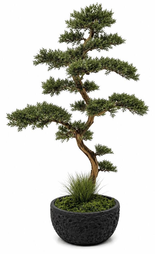 Stabilizovaný bonsaj Juniperus v okrúhlom kvetináči V100