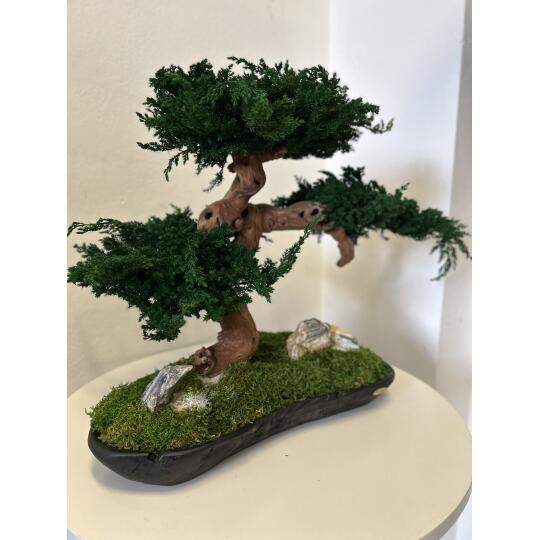 Perida Exkluzívny bonsaj JUNIPERUS V55 D70